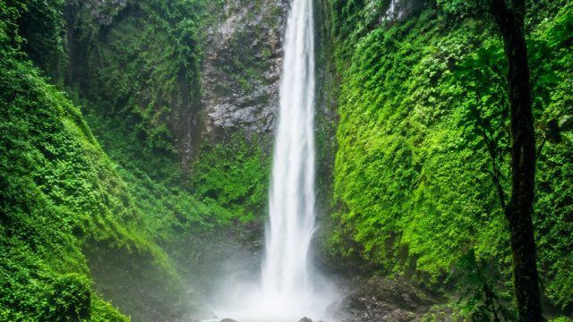 Enchanting Greenery: The Perfect Wallpaper for Nature Lovers