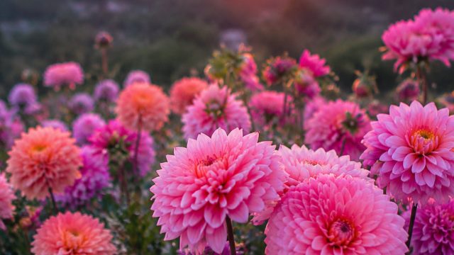 Floral Dreams: Enchanting Wallpaper for Every Screen