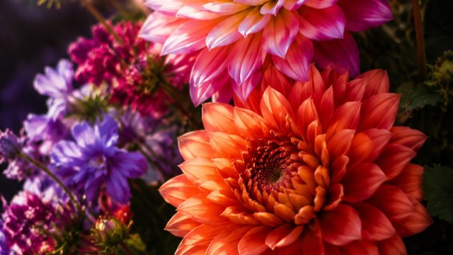 Discover the Allure of Floral Burst Wallpapers for Your Screens