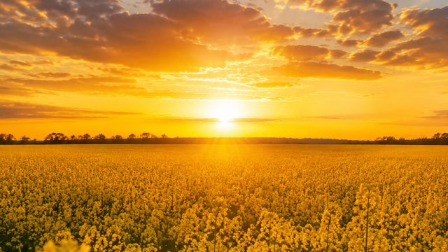 Discover Radiant Yellow Wallpapers for Your Device