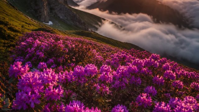 Vibrant Visuals: Captivating Phone and Desktop Wallpaper Collections