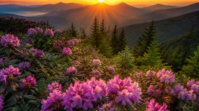 Vibrant Aesthetic Wallpapers for Your Space