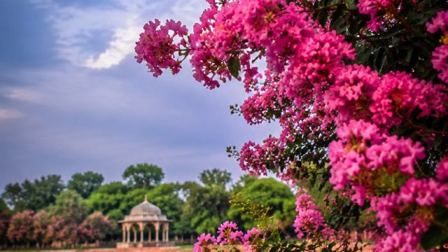 Captivating Crepe Myrtle: Nature's Artistry in Bharatpur