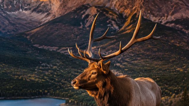 Captivating Wildlife Imagery: A New Visual Experience