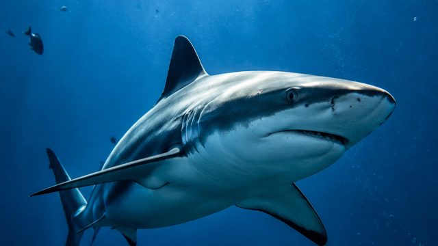 Exploring the Depths: Striking Shark Wallpapers for Your Screens