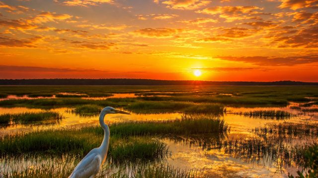 Discover the Timeless Beauty of South Carolina's Wildlife Refuge