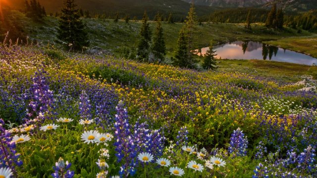 Discover Captivating Visual Themes for Your Device Backgrounds