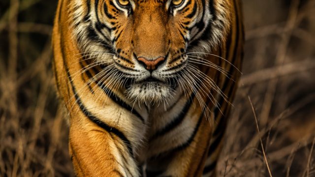 Captivating Tiger Aesthetics: A Visual Journey for Your Screens