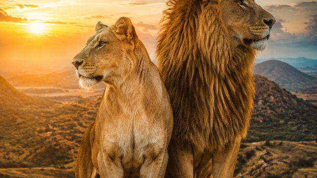 Captivating Wildlife Scenes: Nature-Inspired Wallpapers for Every Device