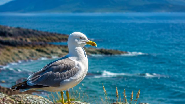 Embrace the Serenity of Coastal Wildlife in Your Space