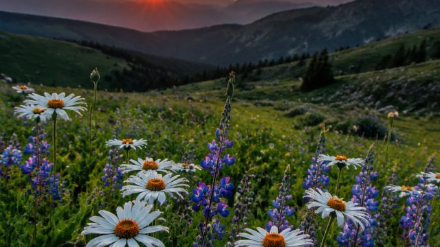 Embracing Nature: A Fresh Perspective on Floral Wallpapers