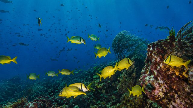 Discover the Vibrant Underwater World of Cabo Pulmo