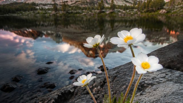 Nature's Resilience: A Captivating Visual Journey