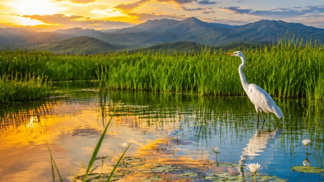 Nature's Serenity: Birds and Wetlands in Perfect Harmony