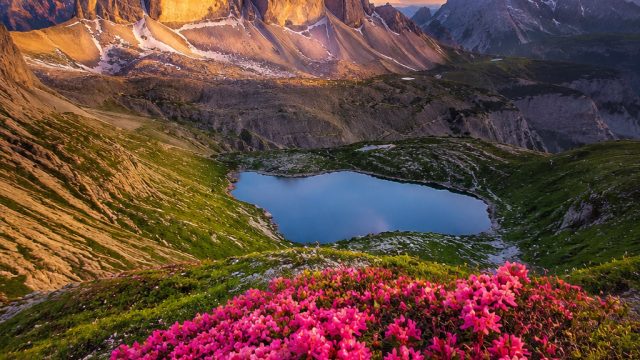 Captivating Nature: A Gallery of Wild Beauty for Your Screens
