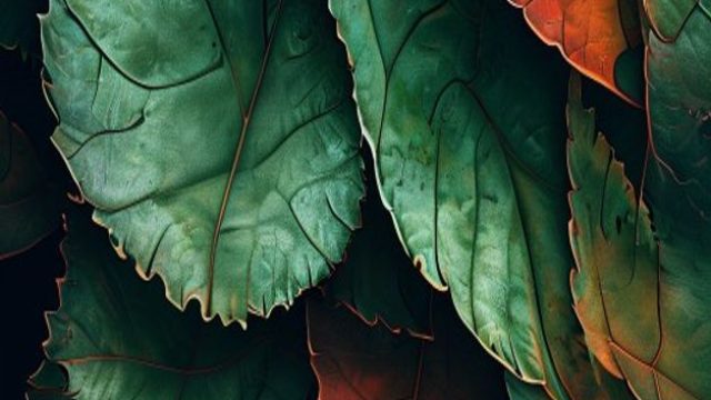 Captivating Shades: The Allure of Algae-Inspired Wallpapers