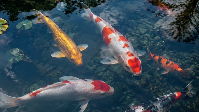 Serene Koi Wallpaper: Tranquility for Your Devices