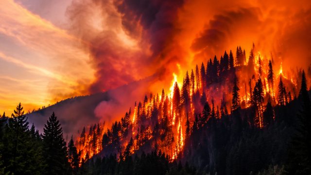 Captivating Wildfire Imagery: The Mood of Nature's Fury