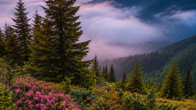 Explore the Depths of Nature with Our Stunning Wallpaper Collection