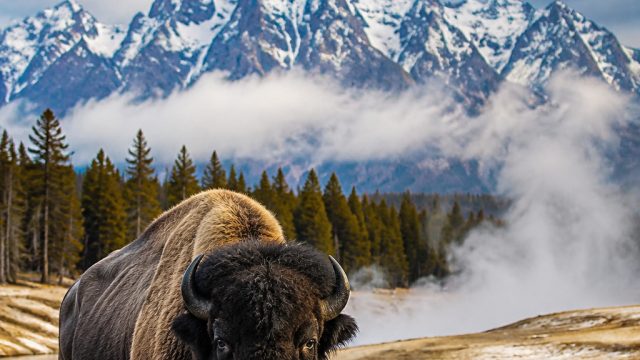Experience the Majestic Beauty of Yellowstone Wildlife in Your Space