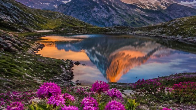 Vibrant Nature: Captivating Wallpapers for Your Device
