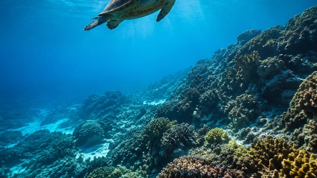 Dive into Serenity: Captivating Underwater Wallpaper Collection