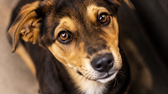 Heartwarming Dog Portraits: Capturing the Spirit of Shelter Pups