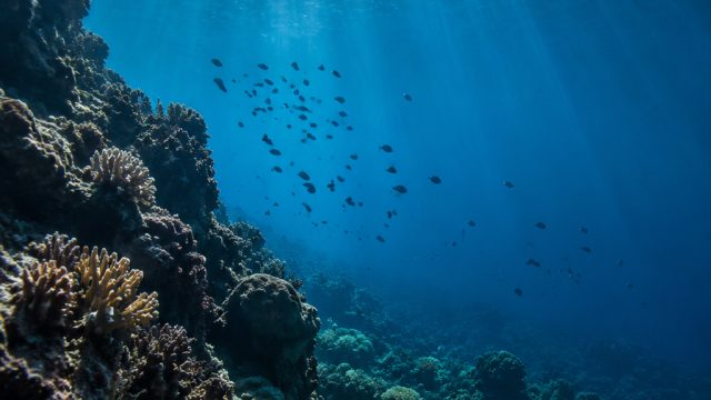 Embrace the Oceanic Depths: Stunning Wallpapers Inspired by Nature