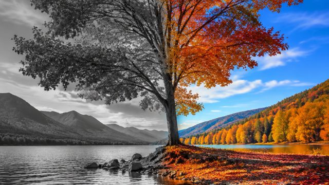 The Evolution of Black and White Photography: Timeless Art in a Colorful World