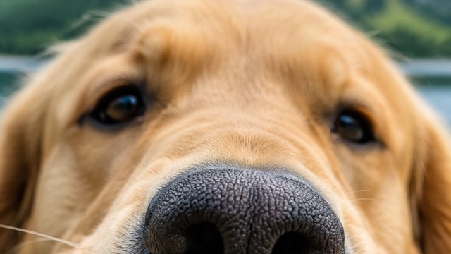 Heartwarming Dog Snout Close-Ups for Your Screen