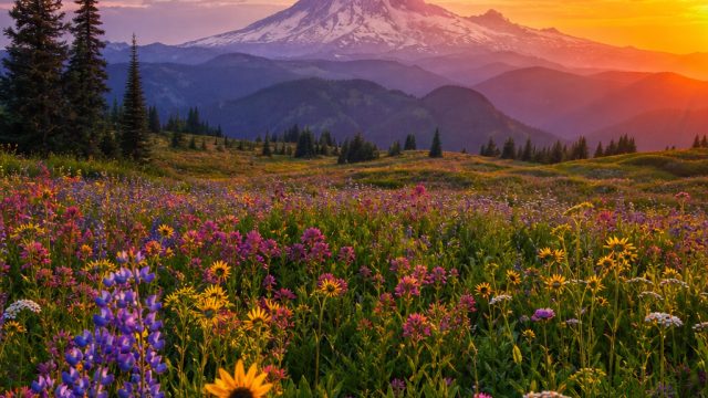 Explore Vibrant Digital Worlds with Stunning Wallpapers