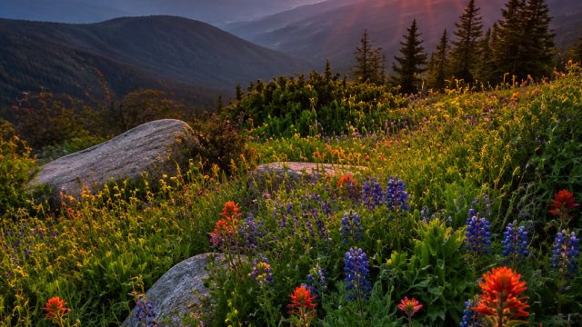 Nature's Palette: The Role of Color in Nature Photography