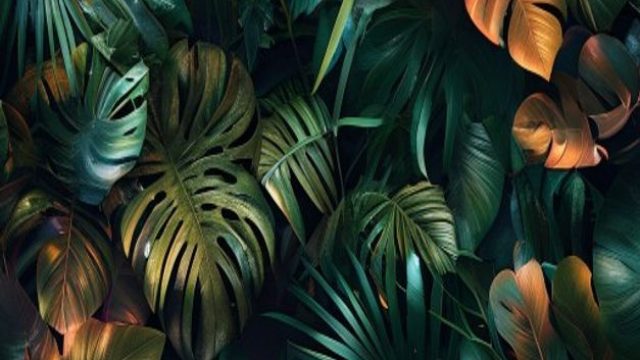 Captivating Jungle Wonders: Your New Favorite Wallpaper Theme