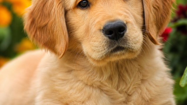 Captivating Pet Portraits: Transform Your Screen with Emotion