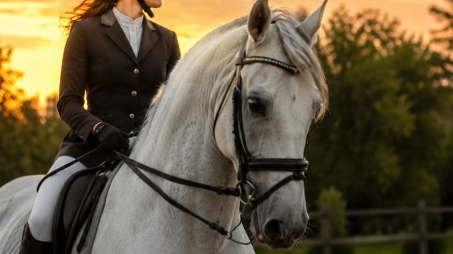 Captivating Moments: A Celebration of Equestrian Elegance