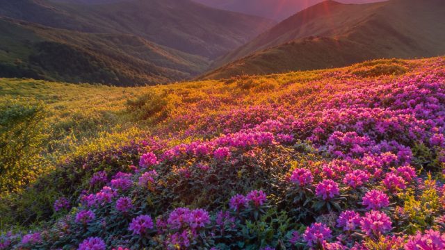 Vibrant Nature Themes: Elevate Your Screen with Stunning Wallpapers