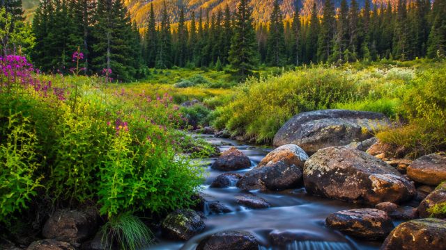 Discover the Magic of Vibrant Nature: Stunning Wallpaper Selection