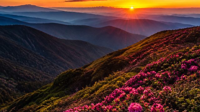 Vibrant Backdrops: Elevate Your Screens with Stunning Visuals