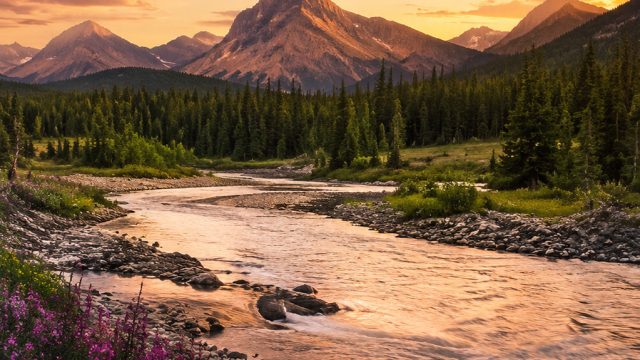 Captivating Nature: A Soothing Wallpaper Experience for Your Screens