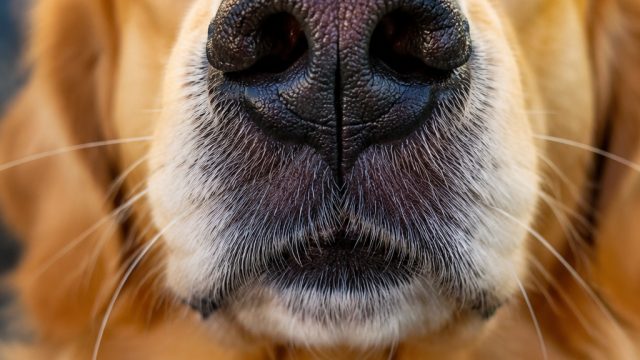 Captivating Canine Close-Ups: The Charm of Dog Snouts
