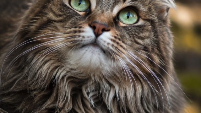 Captivating Cat Portraits: A Visual Journey Through Feline Beauty
