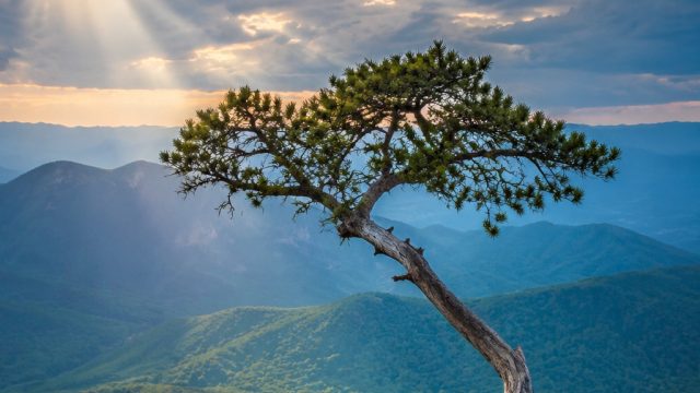 Emotional Resilience: Nature's Beauty in Troubling Times