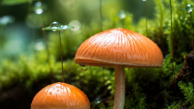 Captivating Nature: Small Wonders for Your Screen
