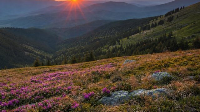 Transform Your Space with Nature-Inspired Wallpaper Photography