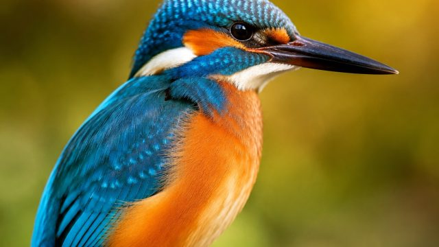 Captivating Bird Close-Ups: Nature's Artistry on Your Screen