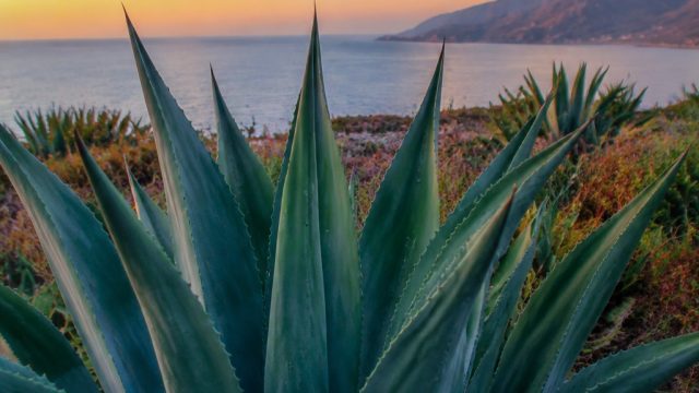 Discover the Serenity of Nature with Our Agave Wallpaper Collection