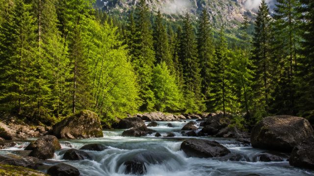 Capture the Essence of Nature with Stunning Wallpaper Designs