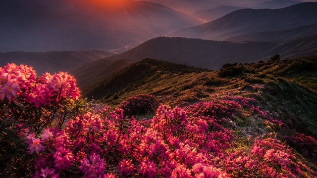Elevate Your Screen with Stunning Nature-Inspired Wallpapers