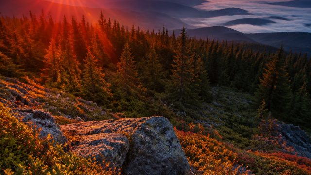 The Art of Digital Photography: Creating Stunning Wallpapers