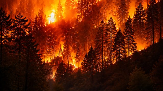 Captivating Wildfire Imagery: Nature's Fiery Canvas